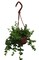 Small Leaf Lipstick Plant - 4" Mini Hanging Basket - Aeschynanthus lobbianus gracilis
